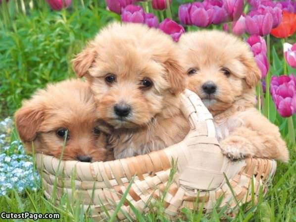 Pic Of Pups