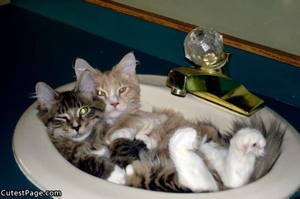 Cats In A Sink All Cute Pictures