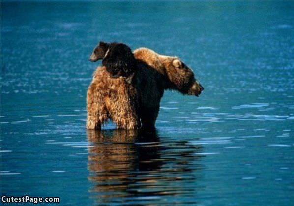 Bear Boat