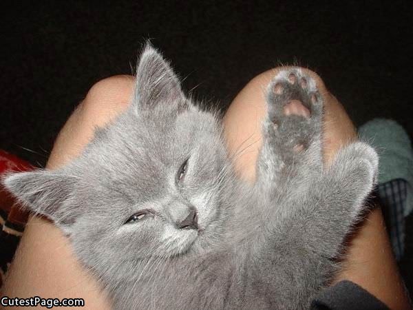 Cute Grey Kitty