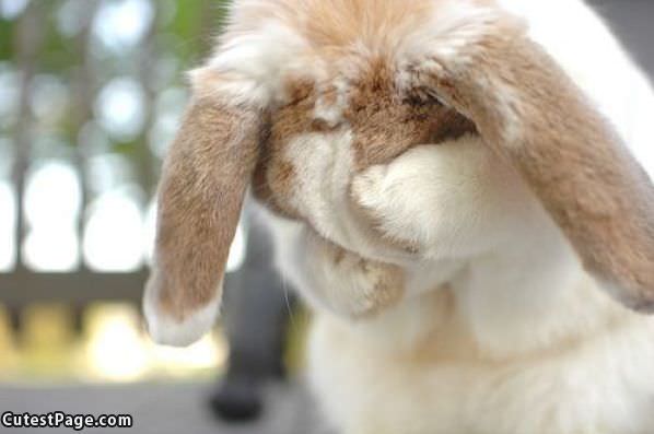 Bunny Sad