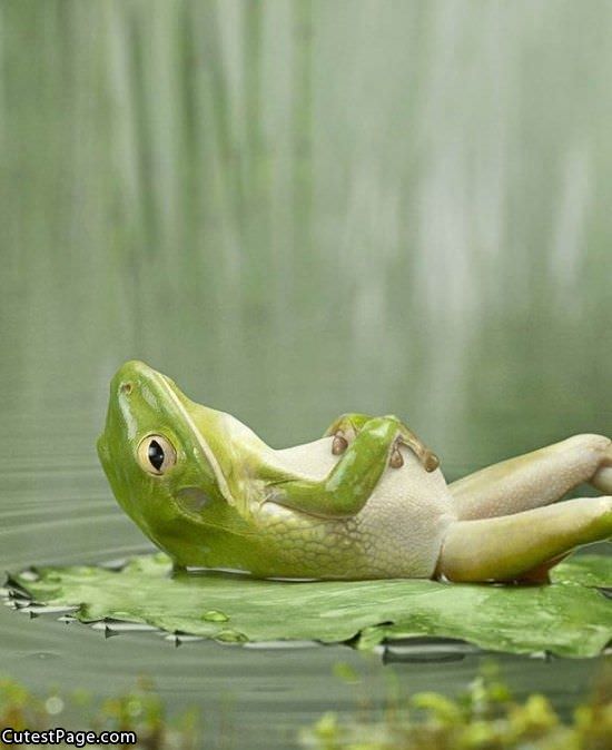 Relaxed_Frog.jpg