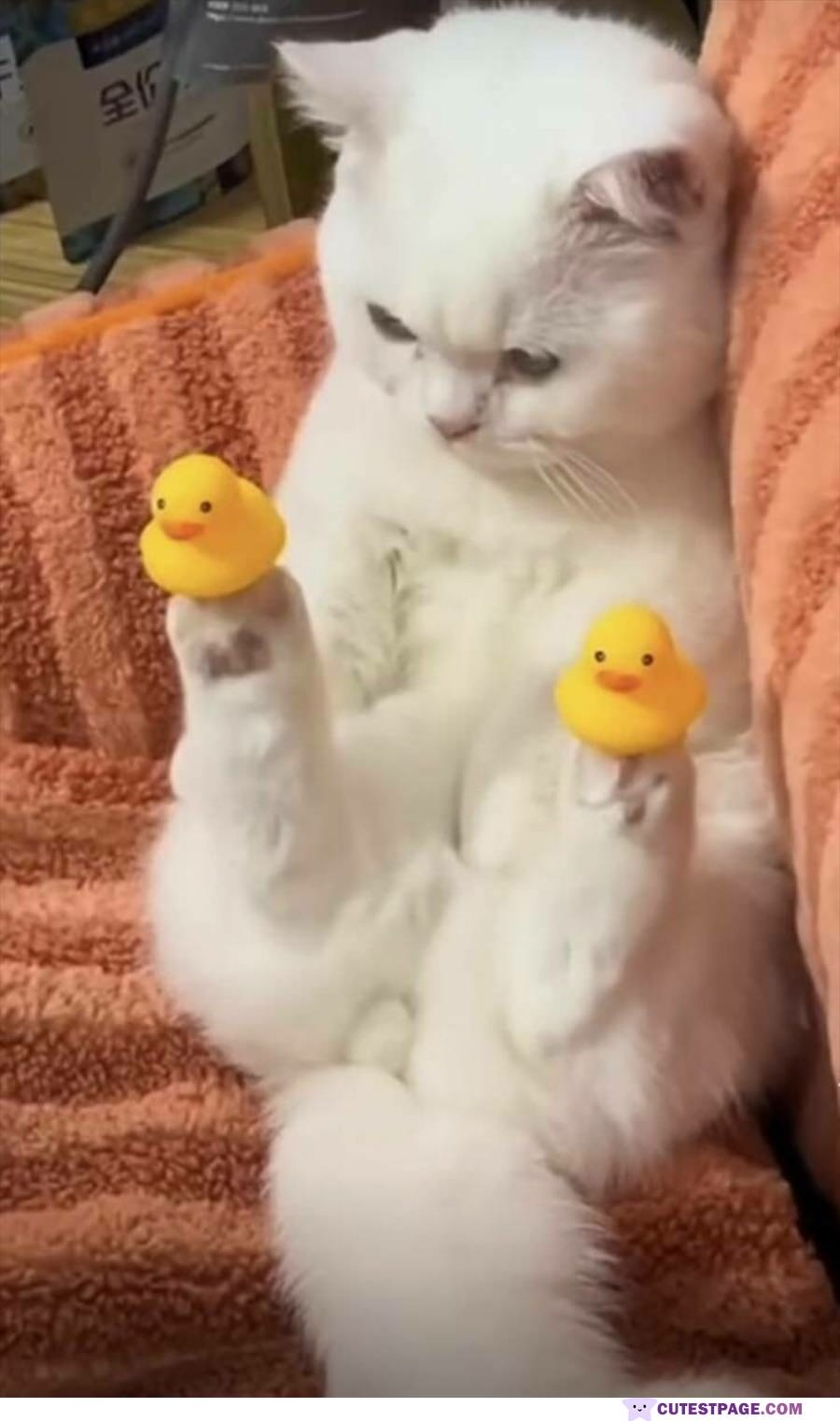 These Duckies