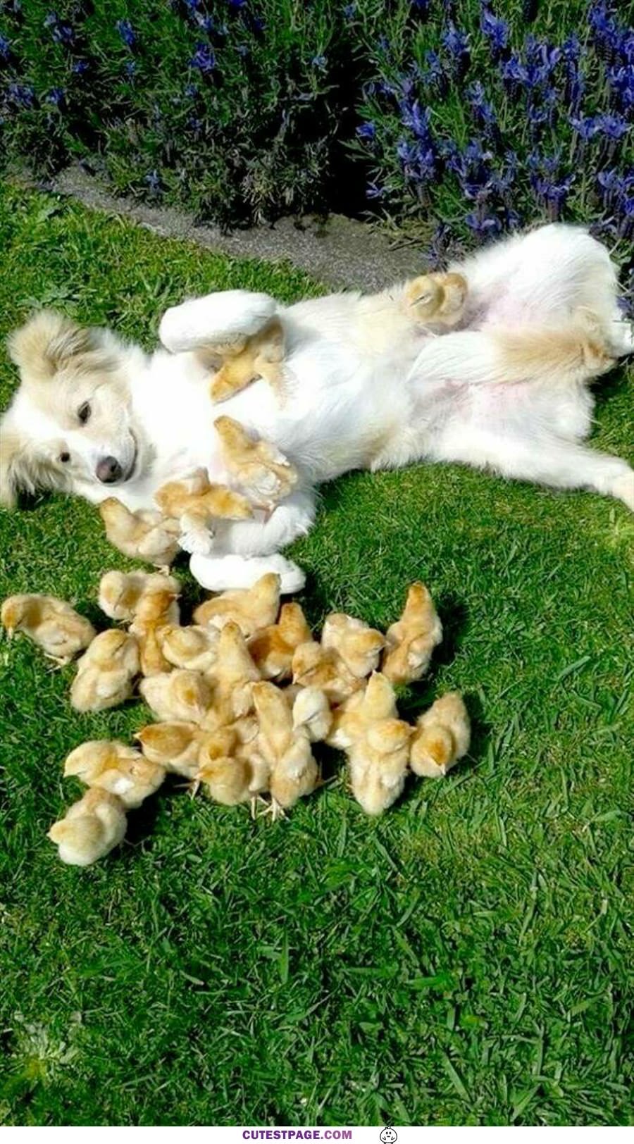 I Am Chilling With My Chicks