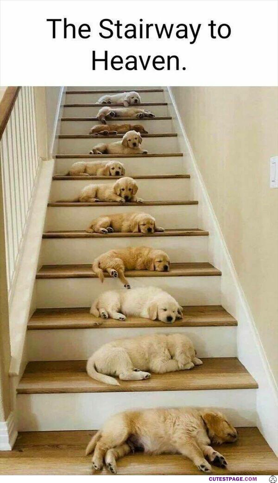 Stairway Of Pupper