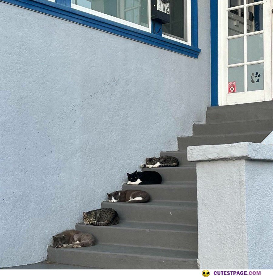 The Cat Steps