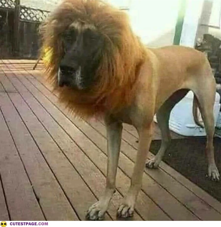 I Am A Lion Now